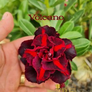 Rosa do Deserto VOLCANO