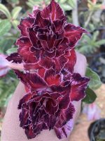 Rosa do Deserto RIHANNA - Imagem 2