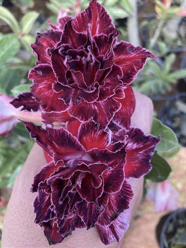 Rosa do Deserto RIHANNA - Imagem 2