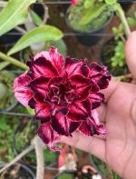 Rosa do Deserto RIHANNA
