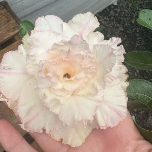 Rosa do Deserto SUPREME ANGEL