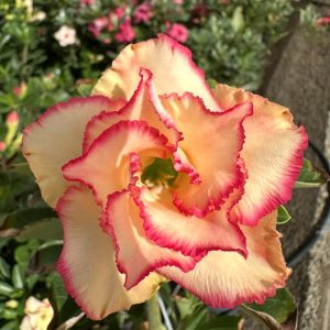 Rosa do Deserto TS 11