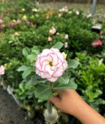 Rosa do Deserto TS 22 - Imagem 2