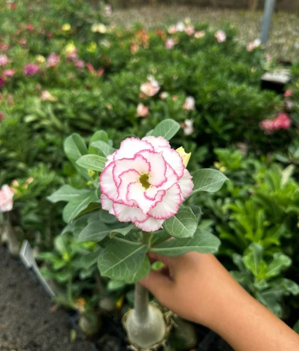 Rosa do Deserto TS 22 - Imagem 2