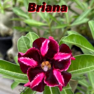 Rosa do Deserto BRIANA