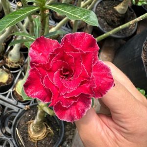 Rosa do Deserto LB 02