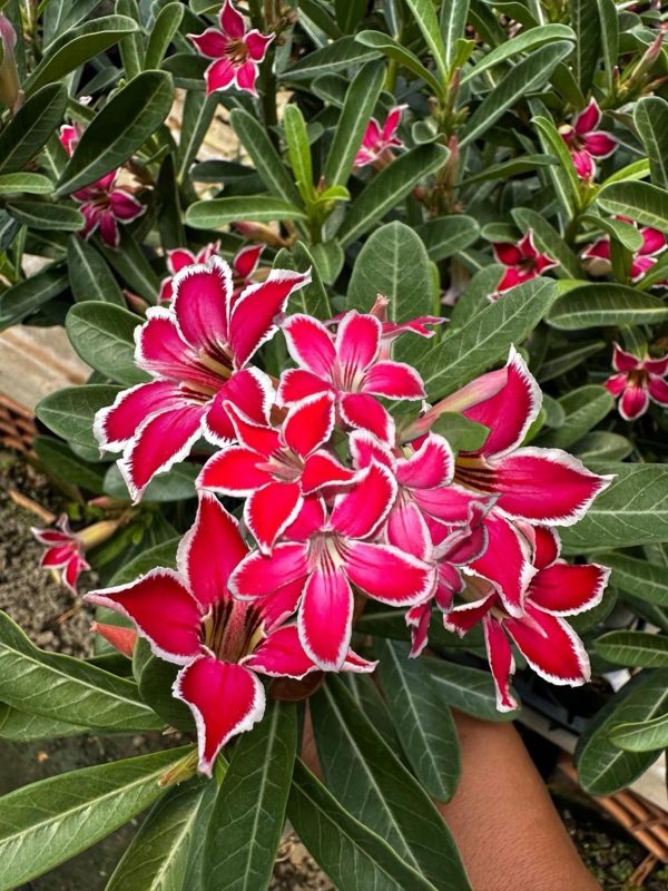Rosa do Deserto ESTRELINHA (Tamanho P) - Imagem 1