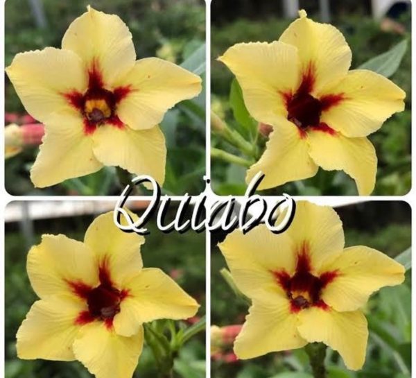 Rosa do Deserto QUIABO - Imagem 1