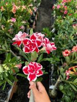 Rosa do Deserto POP CORN ROSA - Imagem 2
