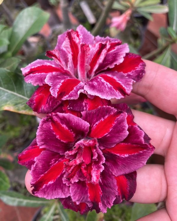 Rosa do Deserto TS 301 - Imagem 1